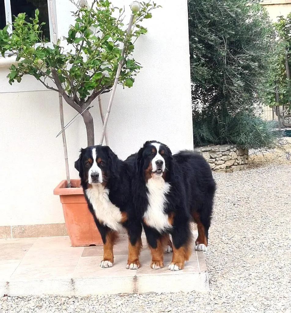 Mazet Independant Pour 2 Personnes A St Remy Villa Saint-Remy-de-Provence 0*,